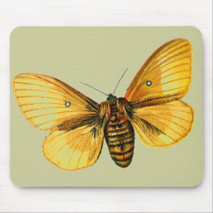 Tapis De Souris femelle de Bombyx quercus