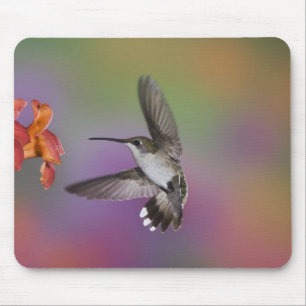 Tapis De Souris Femme Ruby Throated Hummingbird en vol