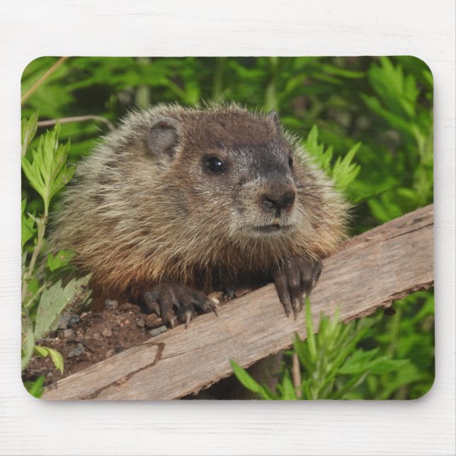 Tapis De Souris Fermer Bébé mignonne Bois de la marmotte (Devant)