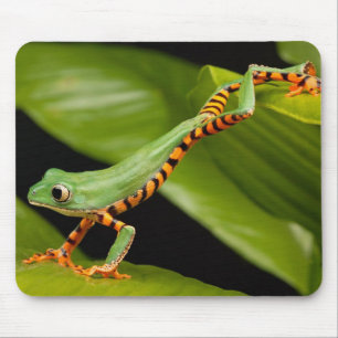 Tapis De Souris Fermeture d'une grenouille de singe tigre