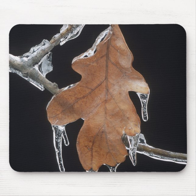 Tapis De Souris Feuille de chêne avec glaçons après une tempête de (Devant)