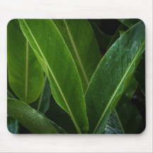 Feuilles tropicales pluvieuses, nature simple