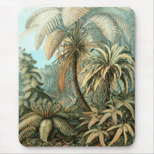 Tapis De Souris Filicinae par Ernst Haeckel, Plantes de fougères v