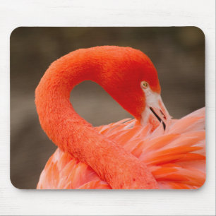 Tapis De Souris flamant des Caraïbes