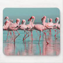 Flamants africains sauvages