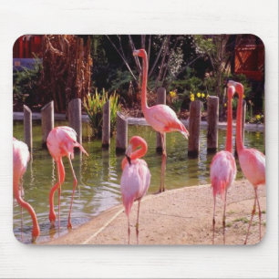Tapis De Souris Flamants roses de la Floride