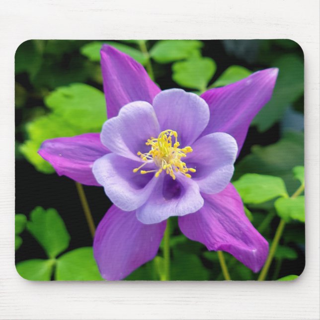 Tapis De Souris Fleur de Columbine violette (Devant)