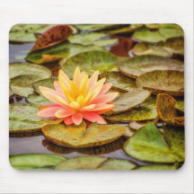 Fleur de Lotus de pêche
