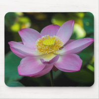 Fleur de lotus en fleurs, Indonésie