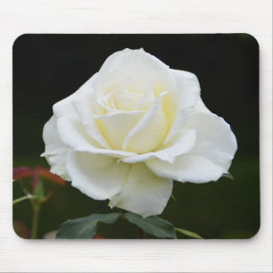 Tapis De Souris Fleur de rose blanche