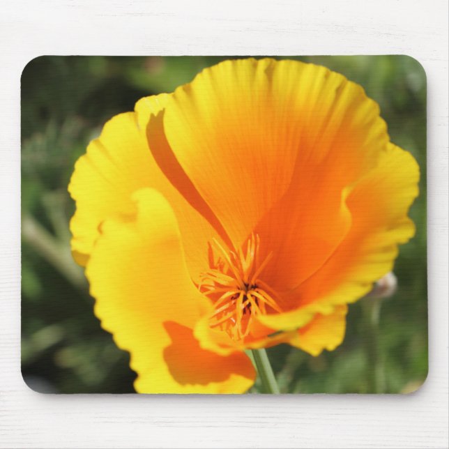 Tapis De Souris Fleur du pavot de Californie (Devant)