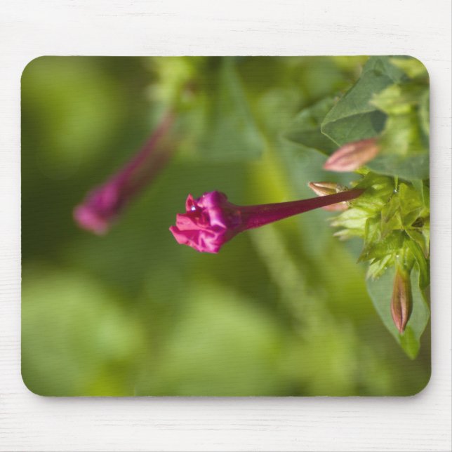 Tapis De Souris fleur ériée (Devant)