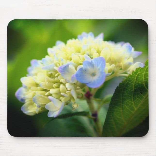 Tapis De Souris Fleur Hydrangea douce (Devant)