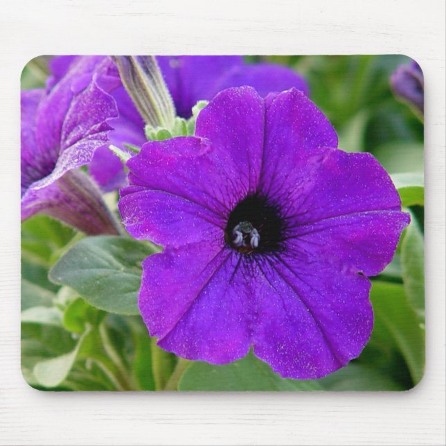 Tapis De Souris Fleur pourpre Mousepad de pétunias (Devant)