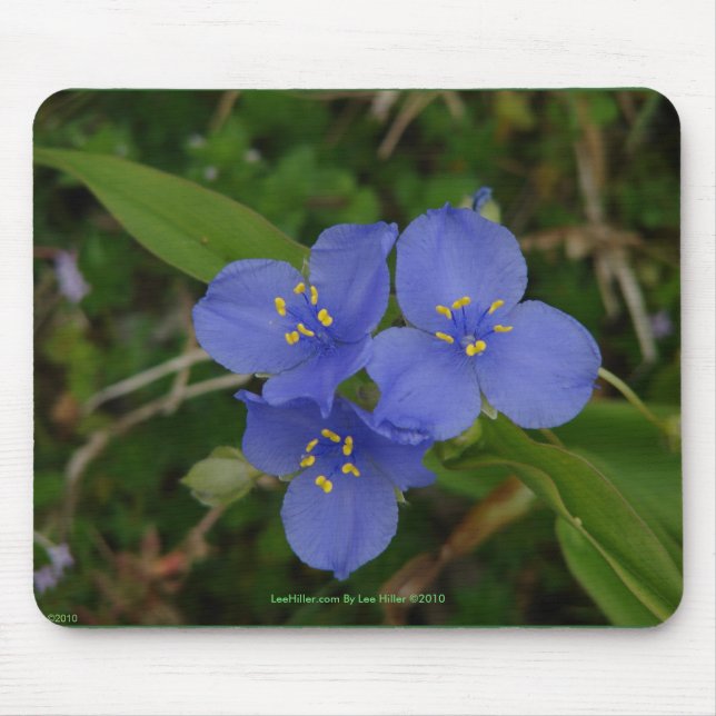 Tapis De Souris Fleur sauvage Blue Spiderwort Hot Springs AR Cadea (Devant)