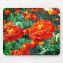 Fleurs dans le jardin