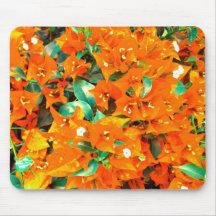 Fleurs de bougainvillée orange vibrant