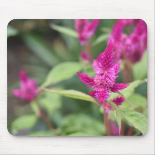 Tapis De Souris Fleurs roses Celosia Garden Nature Photographie