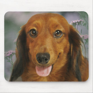 Tapis De Souris Fleurs sauvages mignonnes de teckel (aux cheveux
