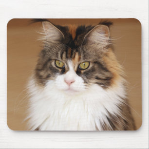 Tapis De Souris Fluffy Maine Coon Cat