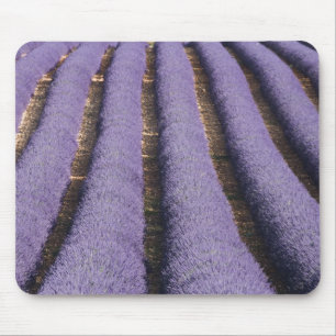 Tapis De Souris France, Provence. Rangées de lavande en fleurs.2