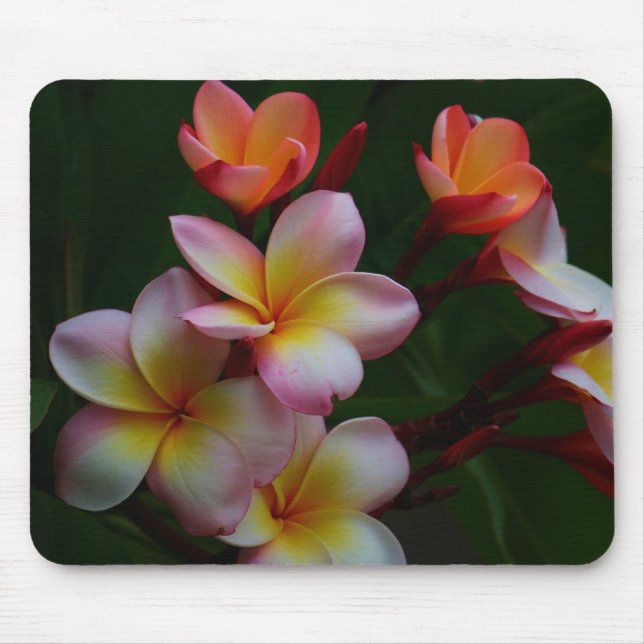 Tapis De Souris Frangipani (Devant)