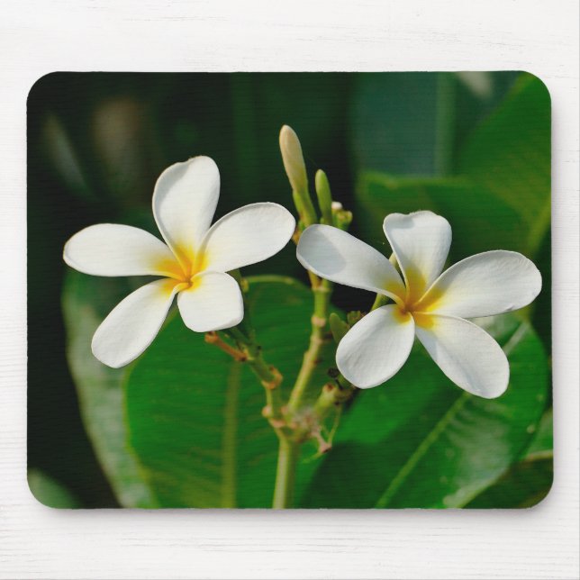Tapis De Souris Frangipani blanc (Devant)