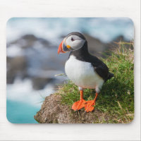 Fratercula Arctica de macareux atlantique