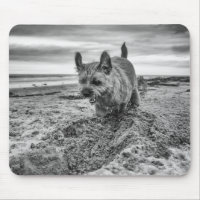 Frontière Terrier creusant, photographie, Mousepad
