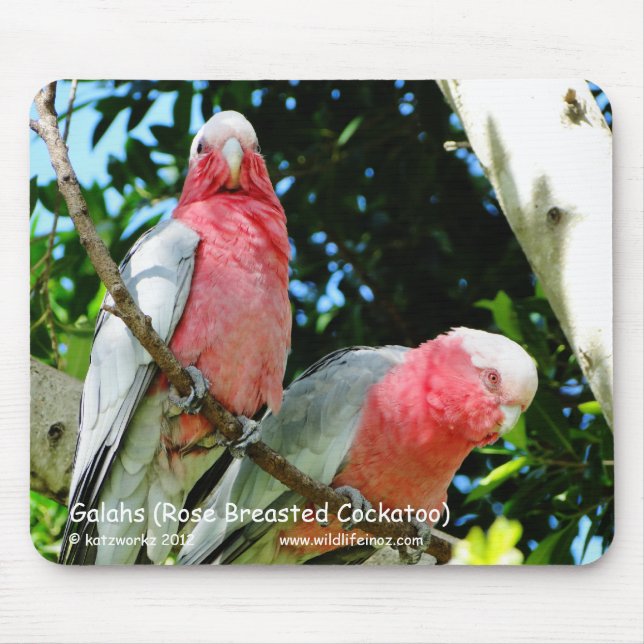 Tapis De Souris Galahs (cacatoès rose de Breasted) (Devant)