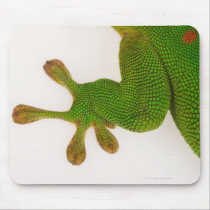 Tapis De Souris Gecko de jour du Madagascar (madagascariensis 2 de