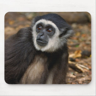 Tapis De Souris Gibbon (Hylobates Lar) à poitrine blanche, singe