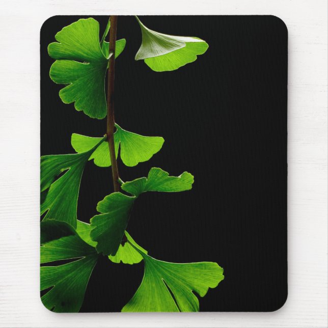 Tapis De Souris Ginkgo_Biloba_Leaves_-_Black_Background (Devant)