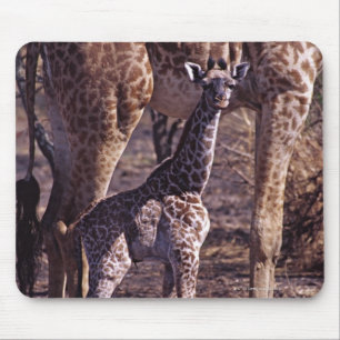 Tapis De Souris Girafe de bébé et mère, Tanzanie