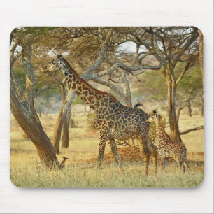 Tapis De Souris Girafe femelle adulte et juvénile, Giraffa