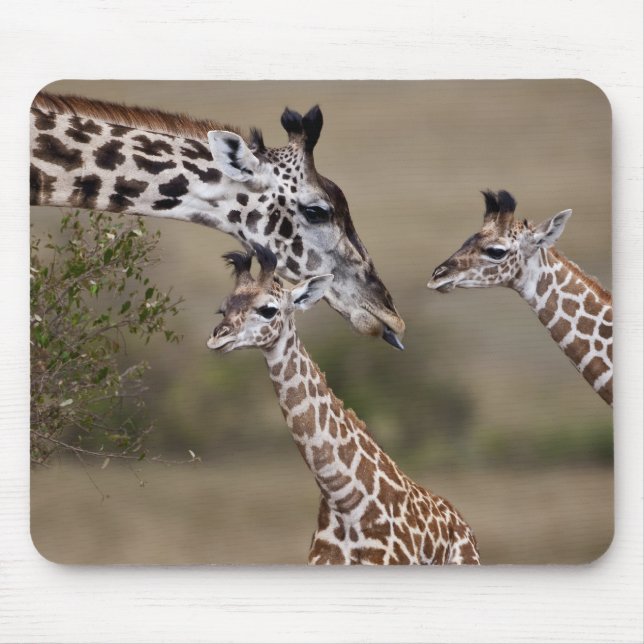 Tapis De Souris Girafe maasaï (Giraffe Tippelskirchi) (Devant)