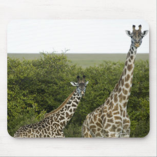 Tapis De Souris Girafes au Kenya, Afrique 2