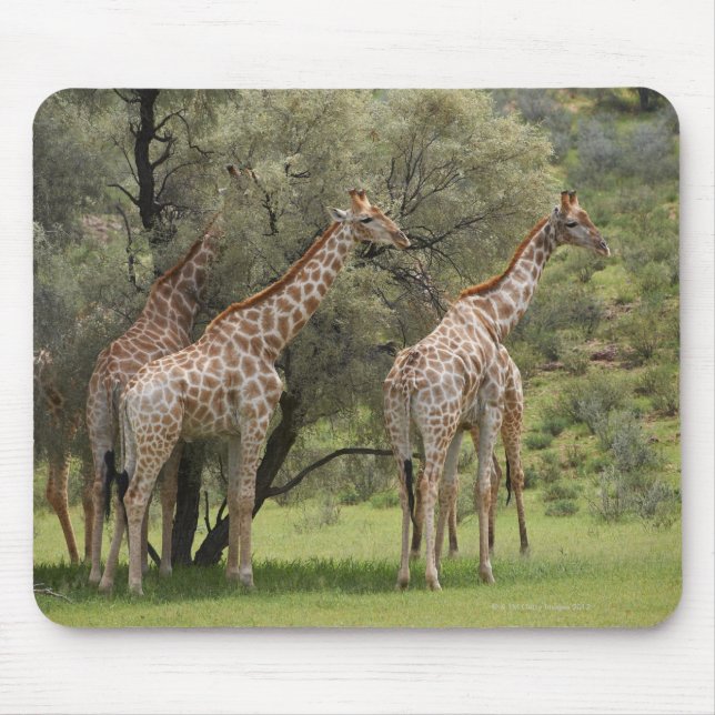 Tapis De Souris Giraffa, Giraffa camelopardalis, Kgalagadi 2 (Devant)