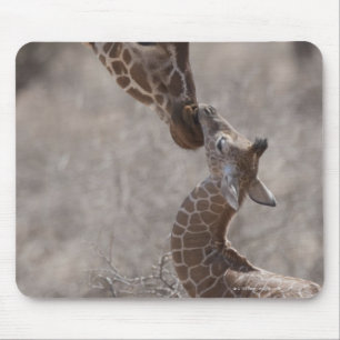 Tapis De Souris Giraffe, Kenya, Afrique
