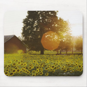 Tapis De Souris Gisement de tournesol au coucher du soleil avec