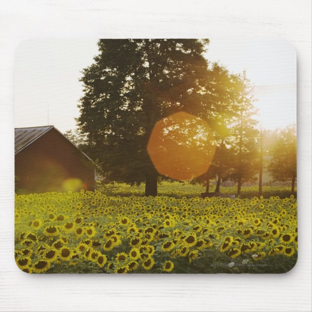 Tapis De Souris Gisement de tournesol au coucher du soleil avec (Devant)