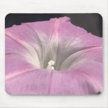 Gloire du Matin en Satin Rose de Près