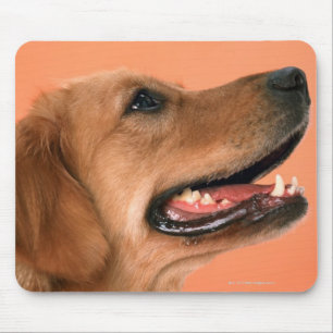 Tapis De Souris Golden retriever 7