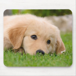 Tapis De Souris Golden Retriever Chien mignon Chiot Rêvant,