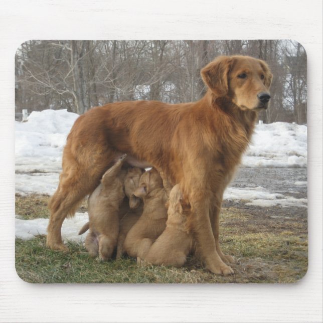 Tapis De Souris Golden retriever Maia et chiots Mousepad (Devant)