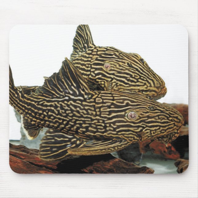Tapis De Souris Golden Royal Plecoのマウスパッド (Devant)