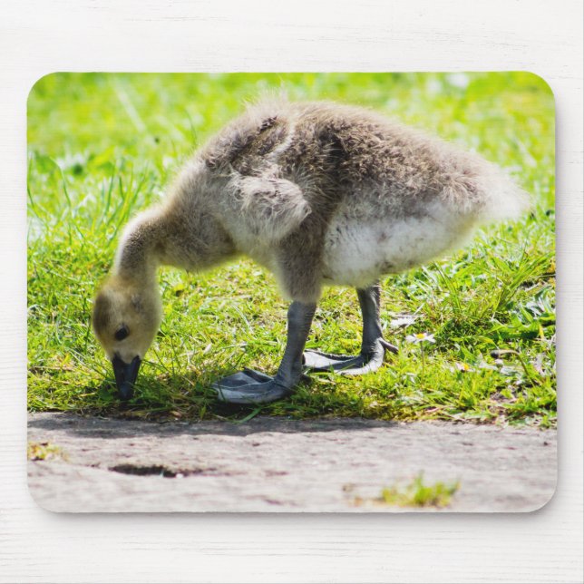 Tapis De Souris Goose Gosling Canada (Devant)