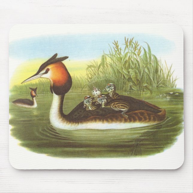 Tapis De Souris Gould - grand grèbe crêté - cristatus de Podiceps (Devant)