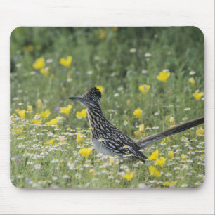 Tapis De Souris Grand Géocoucou, Geococcyx californianus,