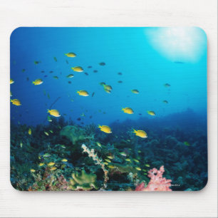 Tapis De Souris Grand groupe de poissons d'orange violacé nageant
